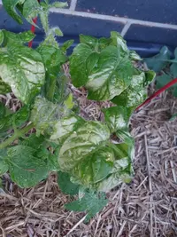 Tomatoes