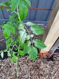 Tomatoes