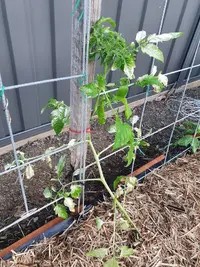 Tomatoes