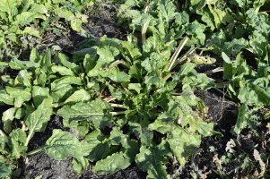 The End of the 2021 Sugar Beet Experiment