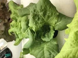 tiny tim dwarf tomato