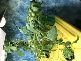 tiny tim dwarf tomato