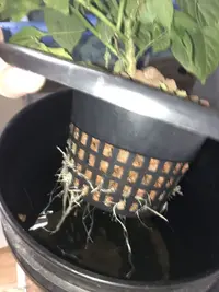 tiny tim dwarf tomato