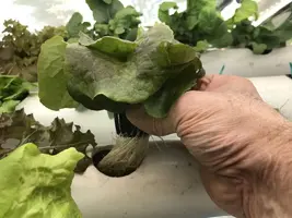 tiny tim dwarf tomato