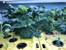 tiny tim dwarf tomato