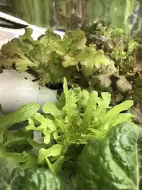 tiny tim dwarf tomato
