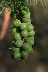 Persoonia pinifolia [fruit wikicommons].jpg