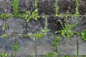 A Beginners Guide to Edible Weeds