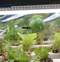 hydropnics starter  plants  1 week later