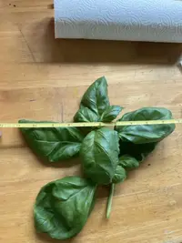 hydropnics starter  plants  1 week later