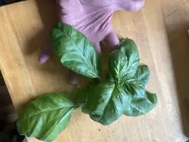 hydropnics starter  plants  1 week later