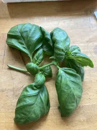 hydropnics starter  plants  1 week later