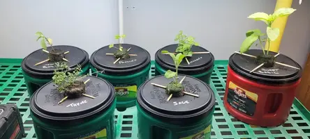My little grow op