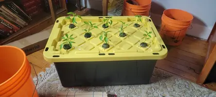 My little grow op