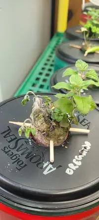 My little grow op