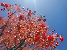 Brachychiton acerifolius [Flowers - Chiswick] 20221129_134836 sml.jpg