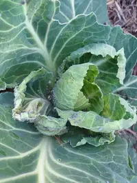 Help with brassicas