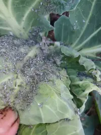 Help with brassicas
