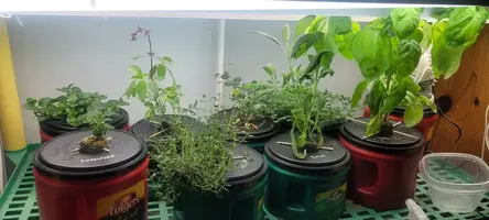 My little grow op