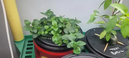 My little grow op
