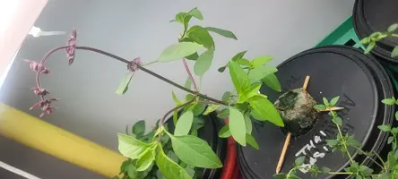 My little grow op