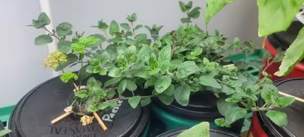My little grow op