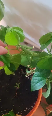 My little grow op