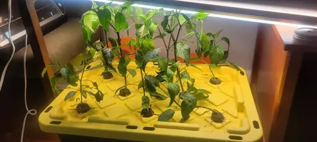 My little grow op