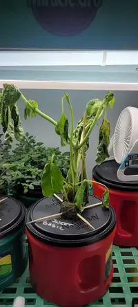 My little grow op