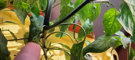 My little grow op