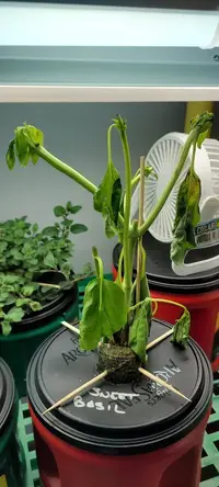 My little grow op