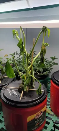 My little grow op