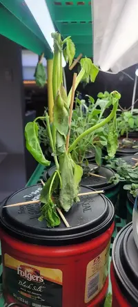 My little grow op