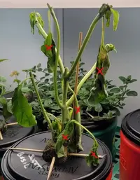 My little grow op My little grow op