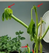 My little grow op My little grow op
