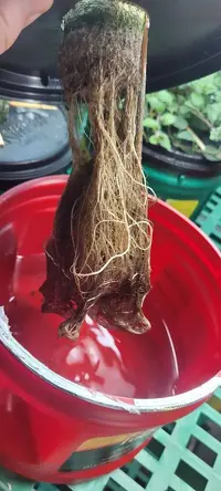 My little grow op