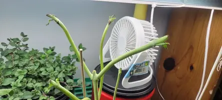 My little grow op