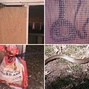 Snakes I've seen