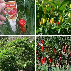 My Chilies