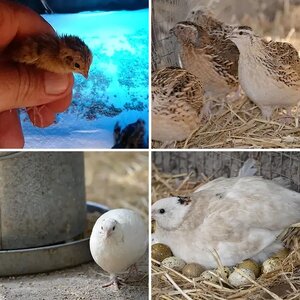 Cool Quail Photos