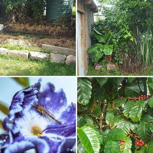 Stevo's Garden