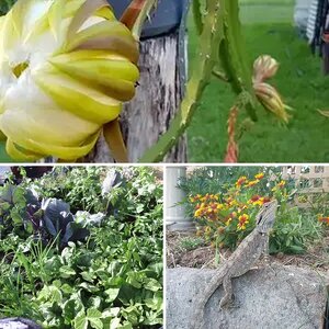 Self-Sufficient Photo of the Month Mar/2017