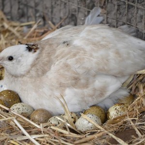 Female quail sitting on nest of eggs
