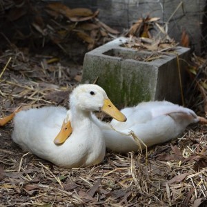 Relaxing pekin ducks