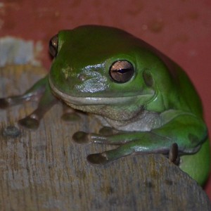 Green frog on deck side