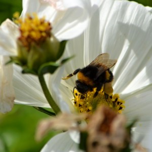 Bumble Bee on flower