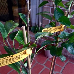 Pear tree labels
