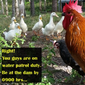 Ducks Water Patrol As Ordered By Rooster