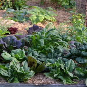 Salad Greens In Vegetable Garden