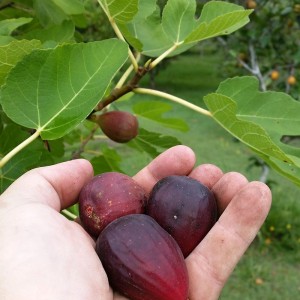 Fig Harvest Backyard